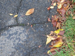 IMG_0150