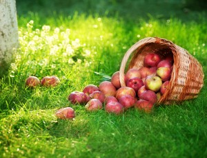 Harvesting