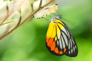 Whisper from Cocoon