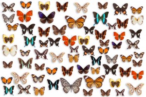 butterflies