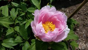 peony